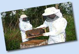 Clique para ampliar !